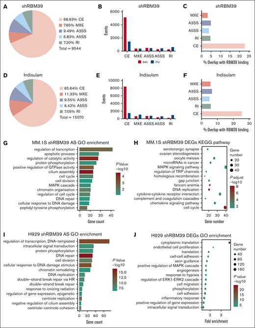 Deletion of RBM39 leads to an extensively altered splicing pattern in MM cells. (A) Number and percentage of differentially spliced events in MM.1S treated with RBM39 shRNA vs control scr (n = 2). (B) Events of exclusion or inclusion exon in differently spliced types in panel A. (C) Percent of differentially spliced events in panel A that overlap with RBM39 binding from anti-RBM39 RIP. (D) Number and percentage of differentially spliced events in MM.1S treated with indisulam vs dimethyl sulfoxide (n = 3). (E) Events of exclusion or inclusion exon in differently spliced types in panel D. (F) Percent of differentially spliced events in panel D that overlap with RBM39 binding from anti-RBM39 RIP. (G) GO analysis of AS events (ΔPSI > 0.4) in MM.1S treated with RBM39 shRNA vs control. (H) KEGG pathway analysis of differentially expressed genes in MM.1S treated with RBM39 shRNA vs control. (I) GO analysis of AS events (ΔPSI > 0.4) in H929 treated with RBM39 shRNA vs control (n = 3). (J) GO analysis of differentially expressed genes in H929 treated with RBM39 shRNA vs control. A3SSs, alternative 3’ splice sites; A5SSs, alternative 5’ splice sites; MXEs, mutually exclusive exons; RI, retained intron.