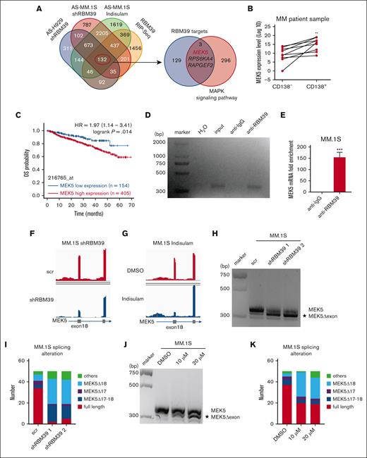 Full-length MEK5 is highly expressed in MM and spliced by RBM39. (A) Venn diagram showing overlap of identified AS events and RBM39-bound RNA (left). The overlap of 4 data sets was defined as RBM39 targets. Venn diagram showing the overlap of defined RBM39 targets and genes of the MAPK signaling pathway from KEGG (hsa04010) (right). (B) MEK5 mRNA expression level in CD138− and CD138+ cells from BM of patients with newly diagnosed MM. (C) Elevated MEK5 was significantly correlated with poor overall survival in MM. Data from GSE2658. (D) RIP with anti-RBM39 followed by reverse transcription (RT)-PCR with MEK5 primers in MM.1S cells. (E) Quantitative RT-PCR analysis of enriched MEK5 in RIP with anti-RBM39 in MM.1S cells. (F) RNA sequencing (RNA-seq) coverage plot of MEK5 in MM.1S cells treated with RBM39 shRNA or control. (G) RNA-seq coverage plot of MEK5 in MM.1S cells treated with indisulam or dimethyl sulfoxide. (H) PCR analysis of different MEK5 isoforms from MM.1S treated with shRBM39 or scr. PCR products were analyzed by 3% agarose gel electrophoresis. (I) Number of different isoforms in MEK5 PCR products in panel H. PCR products were extracted from the gel and ligated to the pMD-T19 vector. The ligation products were transformed into DH5α and 50 clones were sequenced and aligned to MEK5. (J) PCR analysis of different MEK5 isoforms from MM.1S treated with indisulam or dimethyl sulfoxide. PCR products were analyzed by 3% agarose gel electrophoresis. (K) Number of different isoforms in MEK5 PCR products in panel J. ∗∗P < .01, ∗∗∗P < .001. MEK5Δ17-18, MEK5 transcripts with exon 17-18 loss, MEK5Δ18, MEK5 transcript with exon 18 loss.