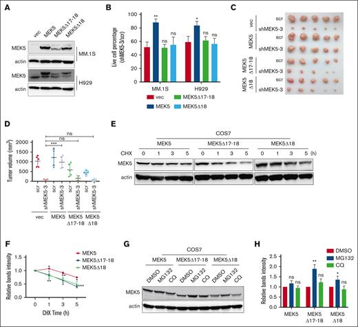 Aberrant splicing isoforms of MEK5 exhibit loss of function and are prone to be degraded through proteasome. (A) Overexpression of different MEK5 isoforms in H929 and MM.1S cells. (B) Effects of overexpression of different MEK5 isoforms on the lethality of MM.1S or H929 cells caused by shRNA targeting the MEK5 3'UTR (shMEK5 3). (C) Effects of overexpression of different MEK5 isoforms on subcutaneous tumor growth inhibition by shRNA targeting the MEK5 3'UTR. (D) Tumor volume of H929 subcutaneous tumors in panel C. (E) Protein of different MEK5 isoforms overexpressed in COS7 treated with cycloheximide (CHX) detected by western blotting. (F) The protein levels of MEK5 isoforms in panel E were evaluated and plotted on the graph. (G) Protein level of different MEK5 isoforms in COS7 cells treated with MG132 or chloroquine (CQ) detected by western blotting. (H) The protein levels of MEK5 isoforms in panel G were evaluated and plotted on the graph. ∗P < .05, ∗∗P < .01, ∗∗∗P < .001.