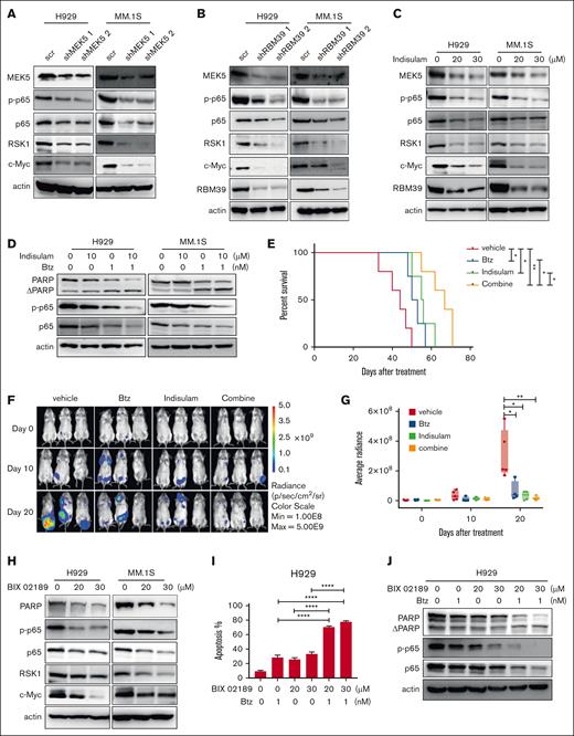 Inhibiting RBM39-MEK5 enhances the cytotoxicity of bortezomib by inhibiting p65. (A) p65, RSK1, and c-Myc were decreased under the condition of MEK5 knockdown, which was detected 48 hours after infection by western blotting. (B) MEK5, p65, RSK1, and c-Myc were decreased under the condition of RBM39 knockdown, which was detected 48 hours after infection by western blotting. (C) MEK5, p65, RSK1, and c-Myc were decreased under the condition of indisulam treatment, which was detected 48 hours after treatment by western blotting. (D) H929 or MM1.S cells were treated by single indisulam/Btz or both the drugs, followed by western blotting to detect the protein level of PARP, p65, and p-p65. Indisulam and Btz synergistically inhibited p65. (E) Kaplan-Meier overall survival of indisulam/Btz-treated mice in LP-1-luc disseminated xenograft mice. Mice were transplanted with LP-1 luciferase cells and treated with single indisulam/Btz or both of the drugs. The mice received indisulam every other day by intraperitoneal administration at a dose of 20 mg/kg, for a total of 10 doses. Btz was given at days 1, 4, 8, and 11 via tail vein at dosage of 1 mg/kg. (F) Bioluminescent imaging of LP-1-luc cell transplanted mice treated with single indisulam/Btz or both the drugs. Representative images of 3 mice/group are shown (vehicle group, n = 5; indisulam group, n = 4; Btz group, n = 4; combine group, n = 5). (G) Quantification of bioluminescence signals in panel F at indicated time points. (H) p65, RSK1, and c-Myc were decreased on the condition of MEK5 inhibitor BIX 02189 treatment, which was detected 48 hours after treatment by western blotting. (I) H929 cells were treated by either or both of drugs and cell apoptosis was detected by annexin V/PI 48 hours later. (J) BIX 02189 and Btz synergistically inhibited the expression of p65 and p-p65 and induced PARP cleavage in H929. ∗∗∗∗P < .0001. PI, propidium iodide.