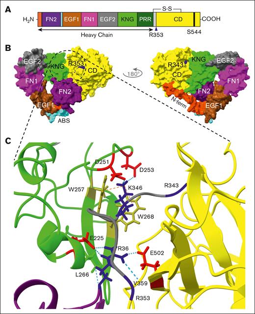 A model for human FXII. (A) Schematic diagram of human FXII showing the positions of the heavy chain N-terminal peptide (N-term, orange-red), fibronectin type 2 (FN2, purple), epidermal growth factor 1 (EGF1, brown), fibronectin type 1 (FN1, magenta), EGF2 (dark gray), and kringle (KNG, light green) domains, the proline-rich region (PRR, dark green), the activation loop (light gray) and the catalytic domain (CD, yellow). The position of an anion-binding site (ABS) between FN2 and EGF1 is indicated in light blue, the activation cleavage site at Arg353 is indicated by a blue arrow, and the active site serine residue (Ser544) is indicated by the black bar. (B) AF-adjusted prediction (supplemental Figure 3C) for full-length human FXII shown as molecular surface representations. The 2 images shown are rotated 180° relative to each other. The color scheme is identical to that in panel A. Positions for the cleavage sites at Arg343 and Arg353 are indicated in dark blue. Most of the activation loop (Cys340-Arg353) is buried between the KNG and CD. (C) Predicted intramolecular interactions between the FXII FN2 domain (purple), KNG domain (light green), activation loop (light gray), and CD (yellow) are shown as cartoon and stick diagrams. Important basic amino acids are shown in dark blue, acidic amino acids in red, and tryptophan residues in olive. Positions of Arg343 and Arg353 are indicated in dark blue on the peptide backbone of the activation loop. The positions of Leu266 and Val359 on the peptide backbone are indicated. Hydrogen bonds are shown as dashed light blue lines, and cation-π interactions as dashed orange lines.