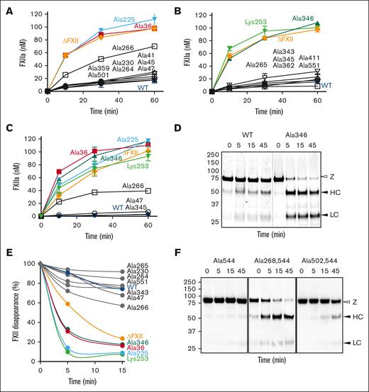 FXII activation. (A-C) Activation of FXII by (A-B) PKa or (C) FXIa. One hundred nanomolar FXII-WT, FXII lacking most of its heavy chain region (ΔFXII), or FXII variants with single–amino acid substitutions were incubated with PKa (12.5 nM) or FXIa (2.5 nM) at 37°C. For panels A-C, at indicated times, aliquots were removed and tested for FXIIa generation by chromogenic assay. Results represent averages ± 1 standard deviation (SD) for at least 3 experiments. (D) FXII cleavage by PKa. One micromolar FXII-WT (left) or the variant FXII-Ala346 (right), was incubated with 125 nM PKa. At indicated time, samples were removed into reducing sample buffer and size fractionated by SDS-PAGE. Positions of molecular mass standards are shown on the left. Shown on the right are positions of standards for the zymogen FXII band (Z) and the heavy chain (HC) and light chain (LC) of FXIIa. (E) Densitometric quantification of FXII Z band disappearance in reactions with PKa identical to those shown in panel D. The curves show changes in Z band intensity as a percent of the intensity at 0 minutes. Each point represents the average for 2 experiments. (F) FXII-Ala544 (left), FXII-Ala268, Ala544 (middle), and FXII-Ala502, Ala544 (right), 100 nM each, was incubated with 12.5 nM PKa at 37°C. At indicated times, samples were removed into reducing SDS sample buffer, size fractionated by SDS-PAGE, and transferred to nitrocellulose membranes. Immunoblotting was with an HRP-conjugated anti-FXII IgG. Positions of molecular mass standards are shown on the left. Positions of standards for the Z band, and the HC, and LC of FXIIa are indicated at the right of each image. Shown are representative blots for experiments that were run in duplicate.