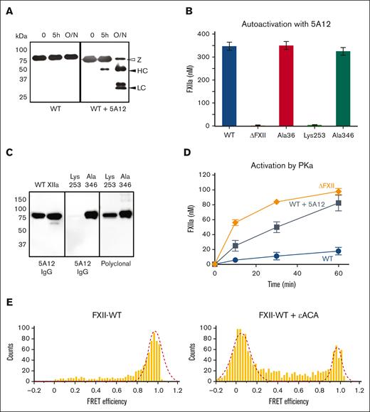 The FXII KNG domain and protein conformation. (A) FXII-WT (400 nM) was incubated with vehicle (left panel) or an equimolar concentration of IgG 5A12 (right panel). At indicated times, samples were removed into reducing SDS sample buffer, size fractionated by SDS-PAGE, and transferred to nitrocellulose membranes. Immunoblotting was with an HRP-conjugated anti-FXII IgG. Positions of molecular mass standards are shown on the left. Positions of standards for the Z band, and the HC, and LC of FXIIa are indicated at the right of each image. (B) FXII-WT, ΔFXII, FXII-Ala32, FXII-Lys253, and FXII-Ala346 (400 nM) were incubated overnight (O/N) with an equimolar concentration of IgG 5A12. FXIIa generation was assessed by chromogenic substrate cleavage. (C) FXII-WT (WT), FXIIa-WT (XIIa), FXII-Lys253, and FXII-Ala346 (200 ng) were size fractionated by SDS-PAGE, transferred to nitrocellulose membrane, and immunoblotted with IgG 5A12 (left and middle) or polyclonal anti-FXII IgG (right). (D) One hundred nanomolar FXII-WT (WT), ΔFXII, or FXII-WT mixed with 100 nM IgG 5A12 (WT + 5A12) was incubated with PKa (12.5 nM) at 37°C. At indicated times, aliquots were removed and tested for FXIIa generation by chromogenic assay. (E) smFRET efficiency histograms of FXII S544A in the absence (left panel) or presence (right panel) of 100 mM εACA. Representative graphs are shown. Each experiment was done in triplicate. Gaussian distribution is indicated by red dashed lines. The number of each population is indicated at the left of each image.