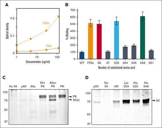 FXII binding to PK. (A) Standard curve of different concentrations (1-120 μg/mL) of WT FXII or FXIIa binding to plate-immobilized PK. Results are shown as optical density values, measured as described in “Methods.” (B) Binding of WT FXII and FXIIa, and FXII variants (30 μg/mL) to plate-immobilized PK. Values are shown as a percent of the signal for FXII-WT (assigned a value of 100%) ± 1 SD. (C) Plasma FXII or FXIIa (10 μg) was incubated O/N with anti-PK IgG beads alone or with plasma PK (10 μg) at 4°C. (D) Plasma or recombinant FXII (10 μg) were incubated O/N with anti-PK IgG beads and 10 μg PK lacking an active site serine (PK-Ala559) at 4°C. For panels C and D. After incubation, the beads were washed, samples were eluted with nonreducing SDS sample buffer, size fractionated by SDS-PAGE, and either (C) stained with Coomassie blue or (D) transferred to nitrocellulose membranes and probed with anti–FXII HRP-conjugated IgG. Positions of molecular mass standards are shown on the left. Positions of standards for PK and FXII/FXIIa are indicated at the right of each image. Shown are representative gels/blots for experiments that were run in duplicate.