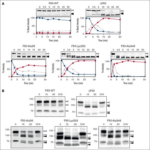 HK cleavage in human plasma and in mice. (A) Human FXII-deficient plasma was supplemented with FXII-WT, ΔFXII, FXII-Ala36, FXII-Lys253, and FXII-Ala346 (140 nM) and incubated at 37°C. At indicated times, samples were removed into non-reducing sample buffer, size fractionated by SDS-PAGE, transferred to nitrocellulose membranes, and probed with goat anti-human HK IgG. Positions of markers for uncleaved HK (white arrow) and cleaved HKa forms (black arrows) are indicated to the right of each image. Western blots underwent densitometry scanning to generate the curves shown below each western blot. Curves show the disappearance of HK (blue), appearance of HKa intermediate (single cleavage, gray), and appearance of the final form of HKa (2 cleavages, red). Percentile values were assigned to each band based on comparison to the density of the HK band at time 0 (assigned a value of 100%). Data are averages of 2 experiments. (B) FXII-deficient mice received intravenous infusions of FXII-WT, ΔFXII, FXII-Ala36, FXII-Lys253, or FXII-Ala346 to achieve estimated plasma concentrations of 40 nM. Shown are nonreducing western blots of plasma collected 0, 15, or 30 minutes, or ∼16 hours (O/N) after infusion. Blots were developed with anti-murine HK IgG. Positions of markers for HK (white arrows) and cleaved HKa forms (black arrows) are indicated to the right of each image. Positions of molecular mass markers are shown on the left. Shown are representative blots for experiments that were run in duplicate.