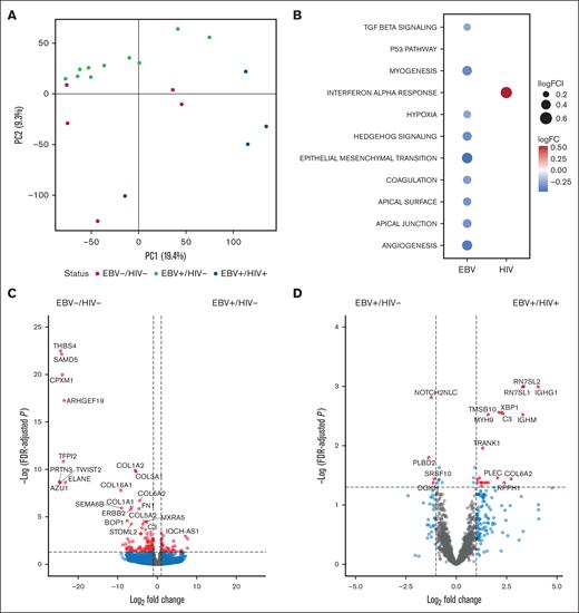 Transcriptomic profile of cHL by EBV/HIV status. (A) Principal component analysis (PCA), where each point is a sample, and color represents EBV/HIV status to highlight variation in RNA expression by EBV/HIV status. (B) Differentially enriched pathways from the Hallmark gene set database as determined by gene set variation analysis. Only significantly altered pathways (Padj < .1) are included. P values were adjusting using Benjamini-Hochberg. (C) Volcano plot of differentially expressed genes by EBV in HIV– tumors. Points indicate genes enriched in EBV–/HIV– (left) and EBV+/HIV– (right) tumors. (D) Volcano plot of differentially expressed genes by HIV in EBV+ tumors. Points indicate genes enriched in EBV+/HIV– (left) and EBV+/HIV+ (right) tumors. Cut-offs for inclusion: |Log2FC| > 1, Padj < .05. lncRNA and Y chromosome genes were excluded from volcano plots. PC1, principal component 1; PC2, principal component 2.