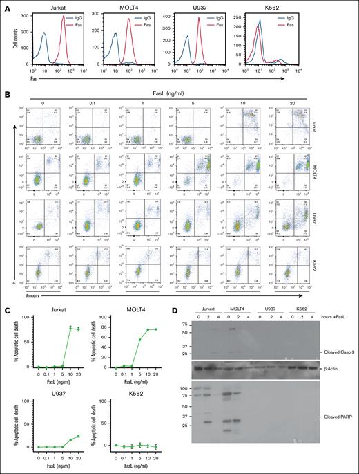 Fas mediates FasL-induced caspase activation and apoptosis in human T and myeloid cells in vitro.(A) Fas protein level on human T lymphoma and myeloid leukemia cell surface. The cells were stained with human Fas-specific antibody and analyzed by flow cytometry. (B) The 4 cell lines as shown in panel A were treated with recombinant FasL at the indicated concentrations in vitro for ∼24 hours. Cells were then stained with annexin V and propidium iodide (PI) and analyzed for annexin V+ and PI+ cells. Shown are representative dot plots. (C) The annexin V+PI+ cells as shown in panel B were gated and quantified as apoptotic cell death. (D) The 4 cell lines were treated with FasL (10 ng/mL) in vitro and analyzed by western blotting for caspase 3 activation and PARP cleavage. IgG, immunoglobulin G; PARP, poly (ADP-ribose) polymerase.
