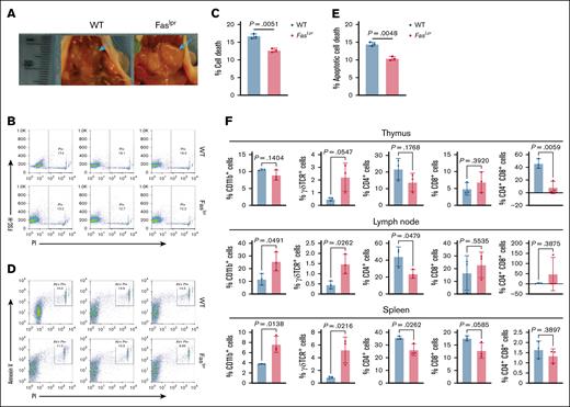 Fas deficiency leads to decreased spontaneous apoptosis and accumulation of lymphocytes and myeloid cells in vivo in mice. (A) Phenotype of Faslpr mice. Shown are lymph nodes of WT and of Faslpr mice. The arrows point to the lymph nodes. Ruler in mm scale. (B-E) Spleens were collected from WT (n = 3) and Faslpr (n = 3) mice. Cells were stained with Annexin V and PI and analyzed by flow cytometry. PI+ cells were gated (B) and quantified as total cell death (C). Annexin V+ and PI+ cells were gated (D) and quantified for apoptotic cell death (E). (F) Thymuses, LNs, and spleens were collected from WT (n = 3) and Faslpr (n = 3) mice. Cells were stained with the indicated cell surface marker–specific antibodies and analyzed by flow cytometry.