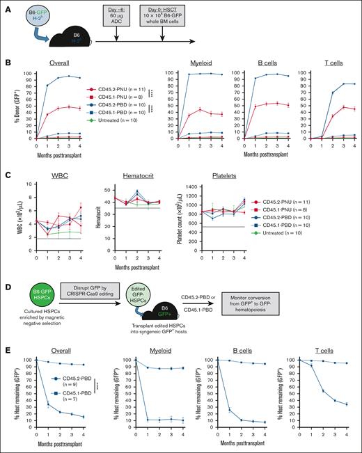 CD45.2-PBD enables syngeneic HSCT and engraftment of autologous gene-edited HSCs with near-complete donor engraftment. (A) Schema for syngeneic HSCT of GFP-labeled B6 whole BM into B6 mice, using CD45.2-ADCs made with SAv-drug conjugates for conditioning. (B-C) Longitudinal peripheral blood donor chimerism overall and by lineage (B) and CBCs (C) in recipients conditioned with CD45.2-PNU, CD45.2-PBD, or their respective CD45.1-bound (isotype control) conjugates. Dotted lines in (C) are the lower reference limits for each CBC assay. (D) Schema for CRISPR-mediated disruption of GFP from B6-GFP HSPCs and transplantation of the edited HSPCs into B6-GFP mice. (E) Longitudinal peripheral blood donor chimerism overall and by lineage in CD45.2- or CD45.1-PBD conditioned B6-GFP mice receiving GFP-deleted HSPCs. For the populations of edited cells infused into these recipients, the average frequency of CD48−CD150+LSK cells that were GFP+ was 2.2% and 4.0% for CD45.2-PBD– and CD45.1-PBD–conditioned mice, respectively. Data points indicate mean ± SEM from mice accumulated over 2 independent experiments. Statistics: 2-way repeated-measures ANOVA (B,E). ∗∗∗∗P < .0001. BM, bone marrow; Cas9, CRISPR-associated protein 9; WBC, white blood cells.