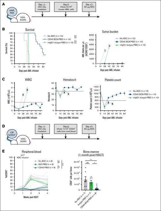 Human CD45 BC8-PBD produced from SAv-drug conjugates targets human HSCs in vivo and prolongs survival in an AML xenograft model. (A) Schema for PDX AML model in NSGS mice and treatment with CD45-PBD. (B-C) Survival and peripheral blood tumor burden (human CD45+CD33+ cells) (B) and CBCs (C). Death or euthanasia of all individuals in a treatment group is indicated by “X.” One mouse in the CD45 BC8-PBD group that died at day +24 and showed no evidence of leukemia in the blood, spleen, or bone marrow is censored. (D) Schema for engraftment of cord blood–derived CD34+ HSCs in NSGS mice and depletion by CD45-PBD. (E) Frequencies of human CD45+ cells in the peripheral blood and absolute human CD34+ cell counts in the bone marrow of untreated and ADC-treated mice; for peripheral blood data, dotted lines represent individual mice and solid lines are means. One mouse death each in the no-ADC (day +19) and ISO-PBD (day +28) groups occurred before bone marrow CD34+ cell analysis. Numerical data are presented as mean ± SEM of mice from 2 (E) or 3 (B-C) independent experiments. Statistics: Mantel-Cox log-rank test (B), mixed-effects model for repeated measures (E, peripheral blood), 1-way ANOVA with Tukey correction for multiple comparisons (E, bone marrow). ∗P < .05; ∗∗P < .01; ∗∗∗P < .001; ∗∗∗∗P < .0001. ISO, isotype control; mIgG1, mouse immunoglobulin G1; ns, not significant; PDX, patient-derived xenograft; WBC, white blood cell count.