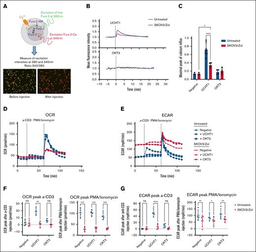 In vitro–exhausted Vγ9Vδ2 T cells have reduced calcium influx and altered metabolism upon CD3 stimulation. (A) Sketch of the calcium influx video-microscopy principle and images recreated before and after UCHT1 injection. (B) Calcium influx measured by video-microscopy of untreated (blue) vs treated (red) Vγ9Vδ2 T cells upon anti-CD3 monoclonal antibody (mAb) UCHT1 and OKT3 injection over time. (C) Calculated peaks of calcium influx after anti-CD3 mAb injection. (D-E) Monitoring of mitochondrial OCR and ECAR at resting state, after anti-CD3 and PMA-ionomycin injection. (F-G) OCR (F) and ECAR (G) peaks calculated as the difference between the values before and after anti-CD3 or PMA-ionomycin injection; n = 4 donors. All statistical analysis were performed using 2-way ANOVA (∗P < .05; ∗∗P < .003; ∗∗∗P < .0005; ∗∗∗∗P < .0001).