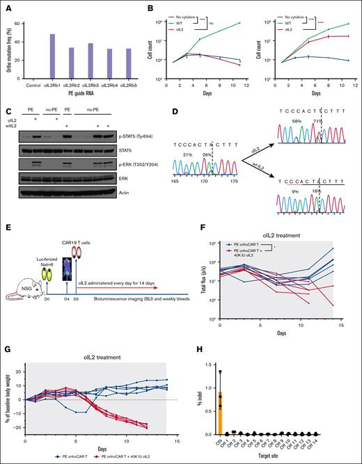 Prime editing of the endogenous IL-2Rβ locus is a feasible strategy for generating oIL-2–responsive CAR T cells. (A) Experimental validation of PE3-mediated functional oIL-2Rβ editing with the optimized pegRNA. To achieve ideal editing efficiency, we evaluated 5 pegRNAs with different lengths of RTT and PBS (supplemental Table 1) using SeAx, an IL-2–dependent cutaneous T-cell lymphoma cell line. The impact of each pegRNA on editing efficiency was assayed using next generation sequencing (NGS). (B) Human oIL-2 promotes the specific expansion of the human primary T cells expressing the edited oIL-2Rβ. The nonedited and edited oIL-2Rβ human primary T cells were cultured in the media with 20nM of human WT IL-2 or oIL-2. To monitor cell expansion, cells were counted every other day over an 11-day period. Growth trends were visualized by comparing mock editing (left) and orthogonal editing (right) conditions, as shown in the corresponding growth curves. (C) Western blot analysis of human oIL-2–induced signal pathways through the edited oIL-2Rβ. The edited and nonedited T cells were stimulated with oIL-2 or WT IL-2 for 20 minutes followed by western blotting with indicated antibodies. Actin served as the loading control. (D) Human oIL-2 selectively expands the T cells toward oIL-2Rβ+ cells. The activated human primary T cells were edited with a 25% oIL-2Rβ editing efficiency. After 7 days of culture, the editing efficiency increased to >50% in the presence of oIL-2 and halved in the presence of WT IL-2. (E) A diagram of the in vivo evaluation of prime-editing edited oIL-2Rβ+ CAR T cells (PE ortho/LV-CAR-T) antileukemic activity with human oIL-2 treatment. NSG mice were engrafted with 0.8 × 106 to 1 × 106 click green beetle (CBG)-labeled CD19+ Nalm6 leukemic cells on day 0 (Nalm6-LUC). A total of 1 × 106 PE orthoIL-2Rβ–CAR-T cells were injected on day 5 following BLI on day 4. phosphate-buffered saline or 40 000 IU of oIL-2 was administered via intraperitoneal route once a day for 14 days starting on day 5. Tumor burden was assessed via BLI twice per week, and CAR T-cell expansion was examined weekly. (F) Individual BLI intensity of Nalm6-LUC was determined for each mouse. Blue indicates PE ortho/LV-CAR-T; red indicates PE ortho/LV-CAR-T + 40 000 IU orthohIL-2. (G) Body weight of individual mice during the in vivo experiment from panel F. Mouse body weight was normalized to the body weight on day 0 for each mouse. Blue indicates PE ortho/LV-CAR-T; red indicates PE ortho/LV-CAR-T + 40 000 IU orthohIL-2. (H) Off-target evaluation for prime editing using NGS. Three-step polymerase chain reactions were performed with the genomic DNA from the 3 edited donors using the primers (supplemental Figure 5). Paired-end 2 × 250-bp reads were sequenced using MiSeq (Illumina) at 10.4pM along with 20.5% PhiX (University of Pennsylvania). The bar graph shows the indel percent of on- and off-target edits analyzed by next-generation sequencing (NGS). NSG, NOD scid gamma; orthohIL-2, orthogonal human interleukin-2; p-ERK, phosphorylated extracellular signal-related kinase; p-STAT5, phosphorylated signal transducer and activator of transcription 5.