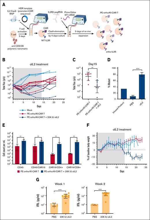 Prime editing of IL-2Rβ can be combined with IL-2 knockin for vector-free generation of oIL-2–responsive CAR T cells. (A) A schematic representation of PE-ortho/KI-CAR19 editing strategy. The first step is generating KI-CAR T cells. The IL-2–targeting sgRNA and Cas9 protein were incubated for 10 to 15 minutes at room temperature before adding donor template, followed by the addition of the TransAct-activated human primary T cells in P3 buffer. The mixture was transferred into the Lonza cuvettes and strip wells followed by electroporation using the pulse code EH115, resulting in the generation of KI-CAR T cells. After 3 to 4 days, PE2 mRNA, pegRNA, and ngRNA were cotransfected into KI-CAR T cells using the same 4D-Nucleofector system (Lonza Bioscience) using the pulse code E0115, enabling the expression of oIL-2Rβ. (B) NSG mice were engrafted with 1 × 106 Nalm6 cells on day 0 and received 1 × 106 PE-ortho/KI-CAR19 T cells or nonedited cells (mock) as a control on day 5 following BLI on day 4. The mice with PE-ortho/KI-CAR19 T cells were divided into 2 groups: phosphate-buffered saline (red line) and oIL-2 (dark blue line). A total of 20 000 IU of oIL-2 was administered through intraperitoneal injection once a day for 21 days. Tumor burden was assessed by BLI twice per week (n = 5 mice per group). (C) The quantification of bioluminescence values of the phosphate-buffered saline-treated and oIL-2–treated groups. Comparison of BLI intensity between phosphate-buffered saline and oIL-2 treatment groups was performed using the Mann-Whitney test. ∗P < .05; ∗∗P < .01. (D) The total quantification of PE-mediated oIL-2Rβ mutation in the mice receiving oIL-2 or phosphate-buffered saline (n = 3) after PE-edited oIL-2–CAR T-cell infusion. ∗∗∗P < .001, ∗∗∗∗P < .0001 (E) The total human CD45+, CAR+ T-cell, CD4+, and CD8+ T-cell subsets in the mice receiving oIL-2 or phosphate-buffered saline on day 14. The data are presented as mean ± SD (n = 5 mice per group). Groups were compared using the Mann-Whitney test. Red indicates the phosphate-buffered saline-treated PE-ortho/KI-CAR group; blue indicates the oIL-2–treated PE-ortho/KI-CAR group. (F) Mouse body weight of 3 different groups was normalized to the body weight on day 0 for each group over time until day 23. Light blue indicates the mock group; red indicates the phosphate-buffered saline-treated PE-ortho/KI-CAR group; blue indicates the orthoIL-2–treated PE-ortho/KI-CAR group. (G) The analysis of IFN-γ serum levels by ELISA in the phosphate-buffered saline-treated and oIL-2–treated mice on day 7 and 14 after T-cell infusion. The bars represent mean ± SD values with the range (n = 8). IFN-γ, interferon gamma; KI-CAR T, knockin chimeric antigen receptor T cell; ns, not significant; NSG, NOD scid gamma.