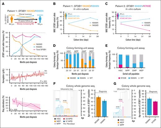 Separate SF3B1-mutant clones arise independently decades before clinical disease and active clonal competition. (A) Kinetics of ddPCR-assessed VAF of separate SF3B1mt clones in BM mononuclear cells, clinical hemoglobin levels and BM ring sideroblast frequency of Patient 1, a patient with MDS-RS with separate SF3B1 N626D/K666N clones followed up over 14 years. (B-C) ddPCR–assessed SF3B1 VAFs from 3-dimensional in vitro culture time points of BM mononuclear cells seeded at (B) the inversion point of Patient 1’s long-term follow-up, and (C) the diagnostic visit of Patient 2, a patient with MDS-RS with separate SF3B1 K700E/K666N clones. (D-E) Genotype frequencies of colonies derived from sorted HSPCs and cultured in colony-forming unit assays from Patient 1 (D) and Patient 2 (E). (F-G) Clonal composition dendrograms and estimated age intervals for acquisition of each SF3B1 mutation by Patient 1 (F) and Patient 2 (G), relative to time of MDS-RS diagnosis. Error bars indicate 95% lower and upper bound errors for the age interval estimate. Comutations shared in all colonies of the same clone: P1-SF3B1N626D: GPATCH1N787S, EEIG2R172S, RLBP1K270Q; P1-SF3B1K666N: INTSV124F; P2-SF3B1K666N: CPNER517C, PCSK1E638K, SLC4A5P30S, FBXO34S320N; P2-SF3B1K700E: TTC12A389V, OR4N2T259M, KAT2AP691L. ddPCR, digital droplet polymerase chain reaction; MPD, months post diagnosis.