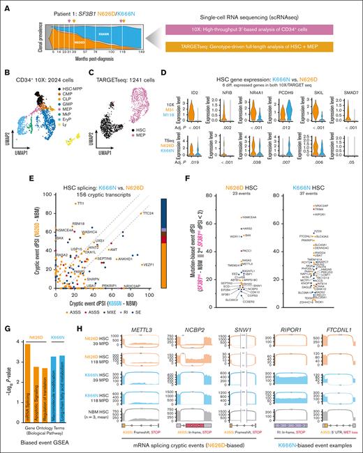 SF3B1mt clone-intrinsic dominance is associated with differential transcript splicing but not differential gene expression. (A) Distribution of scRNA-seq sampling times and experimental methods. (B-C) Uniform manifold approximation and projection (UMAP) of 10x Genomics-sequenced HSPCs (B) and TARGET-seq sequenced HSCs/MEPs (C). 10x HSPC subsets were annotated by comparing marker gene expression with existing literature data. The TARGET-seq annotation shown reflects the ground truth cell identification obtained from fluorescence-activated cell sorting purification. (D) Violin plots of common differentially expressed genes comparing month 118 and month 31 visits in the 10x HSC/MPP subset and between SF3B1 K666N and N626D-genotyped HSC in TARGET-seq. Bonferroni-adjusted P values for the respective comparison are shown below each violin plot. (E) dPSI values comparing SF3B1K666N and SF3B1N626D HSC PSIs against control PSIs (NBM, n = 3). Event types are annotated per color. The diagonal lines highlight events with absolute clone/clone dPSI of <10. (F) PSI values of mutation-biased cryptic splicing events in SF3B1N626D (left) and SF3B1K666N HSC (right). A cryptic event was considered mutation-biased if the other mutant clone’s dPSI was <2%. (G) GO enrichment analysis of mutation-biased cryptic spliced genes in SF3B1K666N and SF3B1N626D HSC. (H) Sashimi plots of cryptic splicing events in METTL3, NCBP2, and SNW1, 3 of 4 genes associated with RNA splicing in the GO enrichment analysis; and RIPOR1 and FTCDNL1, examples of K666N-biased splicing events. The predicted molecular consequences of the cryptic sites are annotated below the corresponding sashimi plots. A3SS, alternative 3′ splice site; A5SS, alternative 5′ splice site; CLP, common lymphoid progenitors; dPSI, percent spliced-in difference; EryP: erythroid progenitors; GO, Gene Ontology; Ly, lymphoid; MkP, megakaryocyte progenitors; MPP, multipotent progenitor; MPD, months post diagnosis; MXE, mutually exclusive isoform usage; NBM, normal BM; RI, intron retention; scRNA-seq, single-cell RNA sequencing; SE, exon skipping.