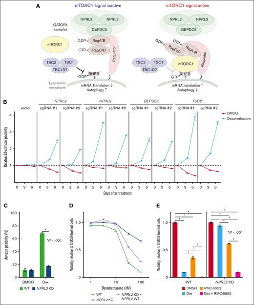 Depletion of GATOR1 complex or TSC components decreases B-ALL cell dexamethasone sensitivity. (A) Schematic representation of the mTORC1-mediated signaling pathway. Both GATOR1 and TSC complexes negatively regulate mTORC1 signals depending on cellular metabolic status, reducing de novo protein synthesis and increasing autophagic activity. (B) Competition assay using NALM-6 cells stably expressing Cas9 (NALM-6-Cas9). Cells were transduced with a lentivirus vector encoding an sgRNA and a Crimson cassette and cultured with or without dexamethasone (10 nM). Crimson-positive cell fractions were assayed by fluorescence-activated cell sorting (FACS) at indicated times, and proportions were normalized to the number of Crimson-positive cells present at day 0 (2 days after transduction). Empty vector served as control. Each condition was assessed in triplicate, and data are represented as means ± standard deviation (SD). (C) NPRL2-WT or -KO NALM-6 cells were treated with either DMSO or dexamethasone, and proportions of apoptotic cells were assessed by annexin V staining 48 hour later. Conditions were assessed in triplicate, and data are represented as means ± SD. P values were calculated by Student t test. (D) NPRL2 WT, NPRL2 KO only, or NPRL2-KO cells overexpressing WT NPRL2 were treated for 96 hours with either dexamethasone at various doses (0.32 nM, 1 nM, 3.2 nM, 10 nM, or 32 nM) or DMSO. Viability of dexamethasone-treated cells was analyzed based on luminescence signal values, and values at each dose were normalized to values seen in DMSO-treated controls. Each condition was assessed in triplicate, and data are represented as means ± SD. (E) NPRL2-WT or -KO NALM-6 cells were treated for 72 hours with either DMSO, dexamethasone, RMC-5552, or a combination of dexamethasone and RMC-5552, and cell viability was assessed as in panel D. P values were calculated by analysis of variance (ANOVA) with Dunnett multiple-comparison test. The data presented are representative of multiple independent experiments.