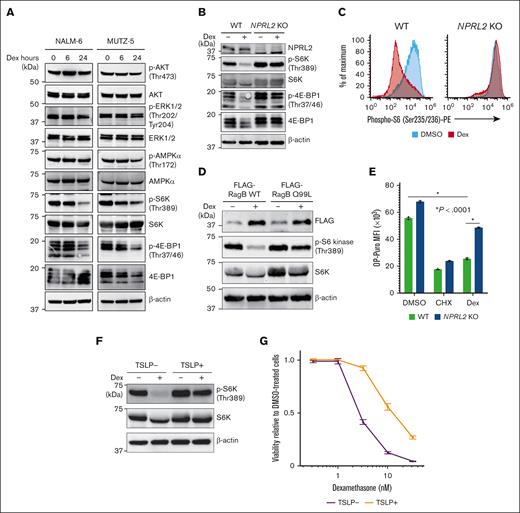 Dexamethasone treatment antagonizes mTORC1 signaling in B-ALL cells. (A) Immunoblot analysis of NALM-6 and MUTZ-5 cells for signaling molecules functioning in the PI3K-AKT-mTORC1 pathway. Cells were treated with 100 nM dexamethasone for indicated hours and then harvested for western blotting with indicated antibodies. (B) NPRL2-WT or NPRL2-KO NALM-6 cells were treated for 24 hours with either DMSO or 100 nM dexamethasone, and activation status of signaling factors functioning in mTORC1 pathways was determined via western blot. (C) Phospho-S6K levels were evaluated by FACS in NPRL2-WT and NPRL2-KO NALM-6 cells after 24 hours of either DMSO or dexamethasone (100 nM) treatment. (D) Either WT RagB or its constitutive-active mutant (RagB Q99L) was overexpressed in NALM-6 cells, and phospho-S6K levels were examined by western blot. (E) Analysis of protein synthesis based on OP-Puro incorporation assays. NPRL2-WT and NPRL2-KO NALM-6 cells were treated 24 hours with either DMSO, cycloheximide (CHX), or 100 nM dexamethasone, and then OP-Puro incorporation was assessed by FACS. CHX, a translation inhibitor, served as a control. Each condition was assessed in triplicate, and data are represented as means ± SD. P values were calculated using ANOVA with Dunnett multiple-comparison test. (F) MUTZ-5 cells were treated with either DMSO or 100 nM dexamethasone for 24 hours with or without TSLP (10 ng/mL), and phospho-S6K levels were assessed by western blot. (G) MUTZ-5 cells were treated for 96 hours with either dexamethasone at various doses (0.32 nM, 1 nM, 3.2 nM, 10 nM, or 32 nM) or DMSO, with or without TSLP (10 ng/mL). Cell viability was assessed as described in Figure 2D. The data presented are representative of multiple independent experiments.