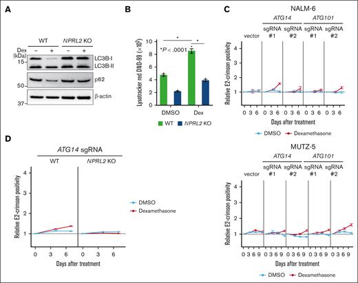 Dexamethasone induces autophagy, and lack of its component decreases B-ALL cell sensitivity to dexamethasone. (A) WT and NPRL2-KO NALM-6 cells were treated for 24 hours with either DMSO or 100 nM dexamethasone. Changes in LC3B-II and p62 protein levels (both indicators of autophagic activity) were evaluated by western blot using LC3B and p62 antibodies. (B) WT and NPRL2-KO NALM-6 cells were treated as in panel A, and autophagic activity was measured by FACS using LysoTracker Red DND-99 dye. (C) Competition assays were performed using NALM-6 or MUTZ-5-Cas9 cells expressing either empty vector or a lentivirus vector encoding indicated sgRNAs targeting either ATG14 or ATG10, in the presence or absence of dexamethasone (10 nM for NALM-6, and 1 nM for MUTZ-5), as described in Figure 2B. Each condition was analyzed in triplicate, and data are represented as means ± SD. (D) WT and NPRL2-KO NALM-6–Cas9 cells were transduced with a lentivirus vector encoding an sgRNA targeting ATG14, and competition assays were performed with or without dexamethasone (10 nM), as described in Figure 2B. Each condition was assessed in triplicate, and data are represented as means ± SD. The data presented are representative of multiple independent experiments.