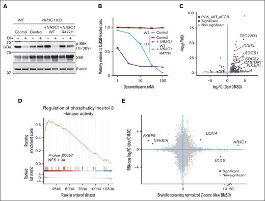 Dexamethasone treatment of B-ALL cells increases transcription of factors upstream of mTORC1. (A) NR3C1-KO NALM-6 cells overexpressing either WT NR3C1 or a mutant defective in DNA binding (NR3C1 R477H) were treated for 24 hours with either DMSO or 100 nM dexamethasone, and phospho-S6K levels were evaluated by western blot. NR3C WT and KO cells expressing an empty vector served as controls. (B) Cells were treated for 96 hours with either dexamethasone at various doses (0.32 nM, 1 nM, 3.2 nM, 10 nM, or 32 nM) or DMSO, and cell viability was assessed, as described in Figure 2D. The data presented are representative of multiple independent experiments. (C) NALM cells were treated for 6 hours with either DMSO or 100 nM dexamethasone and harvested for RNA-seq. Fold-changes (x-axis) in gene expression upon dexamethasone treatment for each gene and their respective P values (y-axis) are displayed in volcano plots. Genes with significantly changed expression after dexamethasone treatment are depicted in dark gray, and, among them, those relevant to the PI3K-AKT-mTORC1 pathway are shown in red. (D) Gene set enrichment analysis (GSEA) analysis demonstrating enrichment of a PI3K-AKT-mTORC1 pathway signature in dexamethasone-treated cells. (E) Dot plots demonstrate a correlation between RNA-seq and CRISPR screen results.