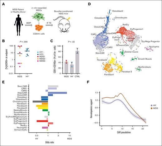 MDS-derived changes in mice stromal compartment from xenograft transplantation experiments. (A) Schematic workflow of transplantation setup: MDS- and HY-derived CD34+ cells were injected alongside in vitro expanded MSCs into NSG mice after busulfan conditioning. End point analysis was conducted at 24 to 29 weeks after transplant. (B) Quantified engraftment of n = 18 MDS and HY mice who underwent xenograft transplantation at end point; 2-sided t test. (C) Quantification of % CD51+CD140a+ double-positive cells from pooled mouse bones per sample donor as percent of murine lineage-negative cells. CTRL mice did not receive xenotransplantation; 2-sided t test. (D) UMAP clustering of n = 13 487 high-quality cells mapped to mouse (mm10) genome to identify stromal and residual hematopoietic cell populations. (E) Differential abundance of detected cell populations quantified as odds ratio for MDS vs HY sample origin. Positive ratio indicates increased abundance in MDS samples. (F) Gene expression of aggregated gene expression for Kitl, Il7, Igf1, Csf1, Bmp4, and Cxcl12 across CAR pseudotime differentiation. Gray shades represent standard error. CAR, Cxcl12+ abundant reticular; CTRL = Control; UMAP: Uniform Manifold Approximation and Projection; Ery, erythrocytes; IF TX, intrafemoral transplantation; Reti, reticulocytes.
