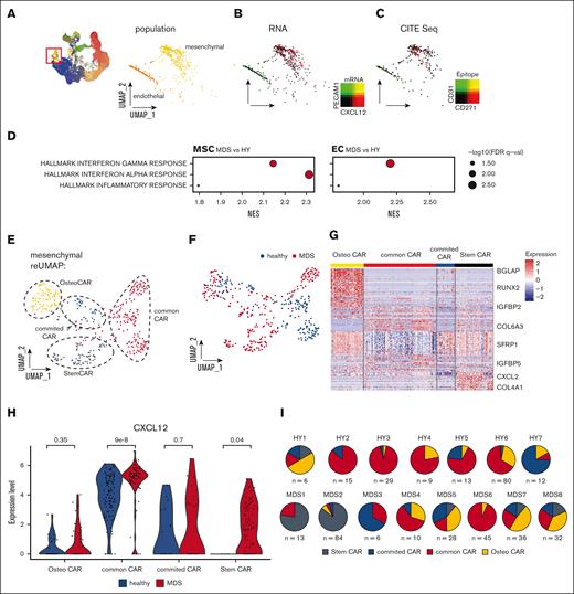 Primary mesenchymal niche in MDS. (A) UMAP overview of total cell populations with highlighted cells of nonhematopoietic origin, magnified and extracted in right panel. (B) Gene expression highlighted in UMAP subspace for the key mesenchymal marker CXCL12 and endothelial marker PECAM1. (C) Epitope density derived from CITE-seq for CD271 and CD31, 2-sided t test. (D) Differential gene expression between pseudobulked MSCs and ECs for MDS/HY comparison. (E-F) Subclustering of n = 418 primary classified MSCs resembles 6 subpopulations that were color-coded. (G) Heat map of marker genes for different MSCs subpopulations, z scored. (H) Gene expression of CXCL12 per MSC subcluster and condition; each dot represents a CXCL12-expressing cell. (I) Quantification of distribution of MSC subpopulations for each donor. FDR, adjusted false discovery rate; NES, normalized enrichment score.
