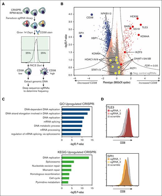 CRISPRi screening reveals genetic determinants of surface CD38 regulation. (A) Schematic of CRISPRi screen design. (B) Results of CRISPRi screen demonstrating genes that, when knocked down, regulate surface CD38 in RPMI-8226 cells. The x-axis indicates phenotype (epsilon) from MAGeCK31 statistical analysis. Dashed line indicates cutoff for significant change at false discovery rate (FDR) <0.05. Genes of interest are specifically labeled. 4000 negative control nontargeting sgRNAs are in gray. (C) Gene ontology (GO) Biological Process and KEGG analysis of all genes that when knocked down lead to significant CD38 upregulation. (D) Follow-up flow cytometry validation of CRISPRi screen hits using 2 individual sgRNAs per gene demonstrates TLE3 knockdown drives increased CD38, whereas SPI1 knockdown leads to CD38 decrease.
