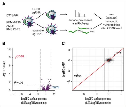 Minimal alterations of the myeloma cell surface proteome after CD38 loss. (A) Schematic of “antigen escape profiling” approach to reveal new cell surface therapeutic vulnerabilities in the context of CD38 downregulation. (B) Cell surface capture proteomics comparing CD38 knockdown vs nontargeting sgRNA control, with aggregated data across 3 cell lines (CRISPRi-expressing RPMI-8226, AMO1, and KMS12-PE; n = 3 replicates per cell line per sgRNA) reveals minimal changes in the cell surface proteome beyond CD38 knockdown at significance cutoff of P value <.05 and log2 fold-change >|1.5|. (C) Integrated analysis of cell surface proteomics and mRNA-seq (n = 2 per cell line per guide) across 3 cell lines reveals the only consistent change at both protein and transcript level after CD38 knockdown is THY1/CD90 upregulation. Log2 fold-change cutoff = |1.5|.