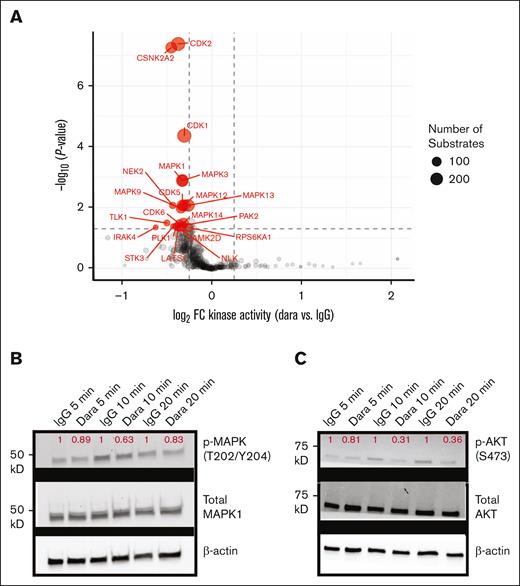 Unbiased phosphoproteomics reveals downregulation of proliferative signaling after daratumumab treatment. (A) RPMI-8226 cells were treated with 20 μM daratumumab (Dara) or IgG1 isotype control for 20 minutes (n = 3 each) and then harvested for unbiased phosphoproteomics with immobilized metal affinity chromatography enrichment for phosphopeptide enrichment. Plot displays results of kinase substrate enrichment analysis, indicating modest decrease in phosphorylation of numerous predicted substrates of MAPK pathway kinases as well as cyclin-dependent kinases (cutoff, P < .05; log2 fold-change > |0.5|). (B) Western blot in RPMI-8226 of MAPK (ERK1/2) (Thr202/Tyr204) relative to total MAPK demonstrates modest decrease in MAPK phosphorylation after 5, 10, or 15 minutes of Dara treatment; magnitude of change normalized to IgG1 control at each time point (red) appears consistent with phosphoproteomic data. (C) Western blot of MM.1S cells treated with Dara and blotted for p-AKT (Ser473) and total AKT, with quantification of p-AKT relative to total AKT and normalized to IgG1 at each time point. All images representative of 2 independent western blots.