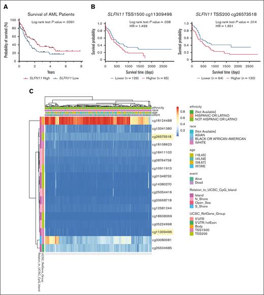 High SLFN11 expression correlates with increased OS in patients with AML. (A) Kaplan-Meier survival curves for patients with AML expressing high (above the median, n = 80) vs low (below the median, n = 81) SLFN11 expression. Data were extracted from the TCGA AML data set using the UCSC Xena browser. (B) Kaplan-Meier survival curves for patients with AML presenting (left) high (n = 65) vs low (n = 129) methylation levels at TSS 1500 of SLFN11 and (right) high (n = 130) vs low (n = 64) methylation levels at TSS 200 of SLFN11. Raw methylation data used in the MethSurv web tool were extracted from the TCGA AML data set available on the Broad Institute website. (C) Heat map showing the methylation levels of various CpG sites on SLFN11 in patients with AML. Data were extracted from the TCGA AML data set available on the Broad Institute website and graphed using the MethSurv web tool. CpG sites shown in panel B are highlighted in yellow. (A-B) Statistical analyses were performed using the log-rank test, and P values are shown. HR, hazard ratio; UTR, untranslated region.