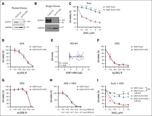 SLFN11 KO AML cells are resistant to AraC but not to HMAs and VEN. (A-B) Protein lysates from U937-Cas9 and U937-SLFN11 KO cells (pooled and single clones, as indicated) were resolved by SDS-PAGE, followed by immunoblotting with the indicated antibodies. GAPDH is shown as a loading control. (C) U937-Cas9 and U937-SLFN11 KO cells (pooled clones) were seeded in 96-well plates and treated with either VC (water) or increasing concentrations of AraC for 24 hours. (D) U937-Cas9 and U937-SLFN11 KO cells (single clones) were seeded in 96-well plates and treated with either VC (DMSO) or increasing concentrations of AZA for 24 hours. (E) Correlation analysis between AZA activity and Log2 of SLFN11 mRNA expression in cancer cell lines from the NCI-60 panel. Data extracted from CellMiner CDB (n = 59). Statistical analysis was performed using simple linear regression, and the P value is shown for the deviation of the line slope from 0. (F) U937-Cas9 and U937-SLFN11 KO cells (pooled clones) were seeded in 96-well plates and treated with either VC (DMSO) or increasing concentrations of DAC for 48 hours. (G) U937-Cas9 and U937-SLFN11 KO cells (single clones) were seeded in 96-well plates and treated with either VC (DMSO) or increasing concentrations of VEN for 24 hours. (H) U937-Cas9 and U937-SLFN11 KO cells (single clones) were seeded in 96-well plates and treated with either VC (DMSO) or increasing concentrations of AZA and VEN for 24 hours. (I) U937-Cas9 control cells and U937-SLFN11 KO cells (single clones) were seeded in 96-well plates and treated with either VC (DMSO) or increasing concentrations of AraC and/or AZA for 24 hours. (C,D,F-I) Cell viability was assessed using the WST-1 reagent. Data are expressed as a percentage of cell viability of VC-treated cells. Means ± SEM of 4 independent experiments in panel C or 3 independent experiments in panels D,F-I are shown. Statistical analyses were performed using a 2-way analysis of variance (ANOVA) followed by the Sidak multiple comparison test. In panel C, there is a significant interaction between cell type and concentration (P < .0001) in AraC-treated cells (the effect of AraC concentration on cell viability was significantly different between U937-Cas9 and U937-SLFN11 KO cells). ∗P < .05; ∗∗P < .01; ∗∗∗P < .001; ∗∗∗∗P < .0001. NS, not significant.