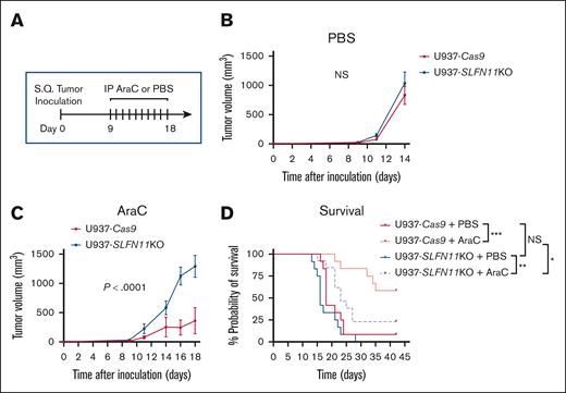 Effects of knocking out SLFN11 in AML cells and in response to AraC treatment in vivo. (A) Schematic illustration of the AML xenograft mouse model and therapeutic regimen. Briefly, mice were injected SQ with U937-Cas9 or U937-SLFN11 KO cells (single clones). On day 8, mice from each tumor genotypic group were randomized by tumor volume and body weight into 2 treatment groups: VC (PBS) or AraC and daily treatments by intraperitoneal (IP) injection were given on days 9 to 18. Tumor volumes were measured 3 times per week until the study end point. Two independent in vivo studies were performed. (B-C) Tumor volumes (mean ± SEM) are shown for (B) PBS-treated or (C) AraC-treated mice implanted with either U937-Cas9 or U937-SLFN11 KO cells until the first tumor for either cohort reached 2000 mm3 (n = 8 for the PBS-treated groups and U937-Cas9 AraC-treated group and n = 9 for the U937-SLFN11 KO AraC-treated group). Mixed effects regression models were used to compare tumor growth between the groups. Tumor volume was the outcome variable, and log(volume + 1) transformation was used to stabilize the variance and satisfy the normality assumption. Day, group, and their interaction were included as fixed effects were fitted, and the within animal correlation between repeated tumor measurements over time was accounted for using a first-order autoregressive covariance structure (AR(1)). P value from the day × group interaction is reported. (D) Kaplan-Meier survival curves for the 4 treatment/genotypic groups (data compiled from the 2 in vivo studies, n = 12 for the PBS-treated and U937-Cas9 AraC-treated groups and n = 13 for the U937-SLFN11 KO AraC-treated group). Survival curves were compared using the log-rank test, and P values were adjusted for 4 pairwise comparisons (denoted in the figure) using the method of Holm-Sidak. ∗P < .05; ∗∗P < .01; ∗∗∗P < .001. NS, not significant; S.Q, subcutaneous.