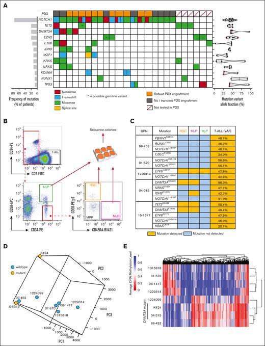 DNMT3A mutations are founding events in T-ALL and alter DNA methylation. (A) Genomic summary of the T-ALL cohort showing incidence of recurrently mutated genes, engraftment in PDXs, and VAFs. (B) Schematic for flow cytometric purification of HSPC populations from the BM of patients with T-ALL. (C) Summary of human HSPC-derived colony sequencing showing detection of different somatic variants in individual populations. (D) Principle component analysis of DNA methylation profiles of patients with T-ALL by whole-genome bisulfite sequencing. (E) Clustering of T-ALL samples based on differentially methylated regions.