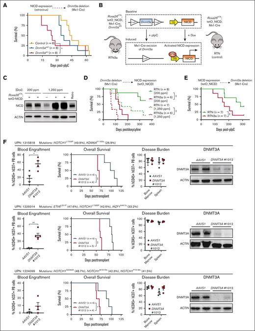 Order of mutational acquisition in T-ALL development. (A) Kaplan-Meier plot of mice that received transplantation with control, Dnmt3aHET-, and Dnmt3aKO-NICD–expressing cells and injected with pIpC 5 weeks after transplant. (B) Schematic for generation of 2-hit Dnmt3a loss-of-function NICD gain-of-function genetic mouse models. (C) Western blot showing expression levels of NICD from doxycycline-induced RTN mice with comparison with levels resulting from retroviral NICD expression. (D) Kaplan-Meier plot showing time to morbidity of RTN and RTN3a mice injected with pIpC and secondarily induced for NICD expression with doxycycline chow. (E) Kaplan-Meier plot showing time to morbidity of RTN and RTN3a mice induced for NICD expression with doxycycline chow then secondarily injected with pIpC. (F) Summary of in vivo DNMT3A CRISPR experiments with wild-type DNMT3A T-ALL specimens showing secondary transplant blood engraftment (6-8 weeks after transplant), time to morbidity, final disease burden at euthanasia, and protein levels of DNMT3A in T-ALL blasts at euthanasia.