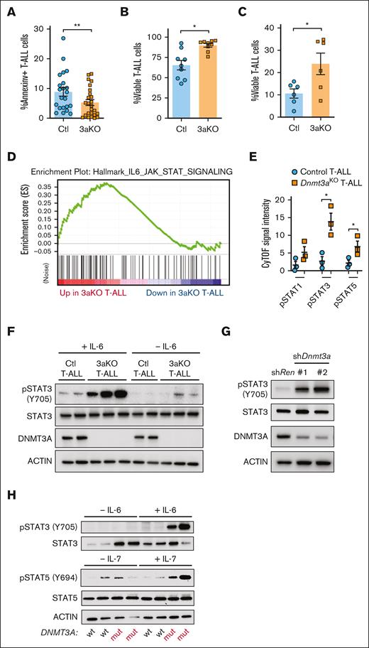 JAK/STAT signaling in development of Dnmt3a-mutant T-ALL. (A) Percentage of annexin-V+ (apoptotic) NICD-expressing control (Ctl) or Dnmt3aKO (3aKO) T-ALL blasts freshly isolated from moribund recipient mice. (B) Proportion of viable T-ALL cells of indicated genotypes after 6-day in vitro coculture on OP9-DL1 cells. (C) Proportion of viable T-ALL cells of indicated genotypes after 6-day in vitro culture without stromal support. (D) GSEA plot showing enrichment of JAK/STAT gene expression in mouse Dnmt3aKO T-ALL cells. (E) Cytometry by time of flight (CyTOF) analysis showing levels of phosphorylated Stat proteins in mouse T-ALL cells of indicated genotypes. (F) Western blot of control (Ctl) and Dnmt3aKO (3aKO) T-ALL cells after in vitro stimulation with IL-6. (G) Western blot of MOHITO cells transduced with control (Renilla) or Dnmt3a short hairpin RNAs. (H) Western blot of human T-ALL cells after in vitro stimulation with IL-6 or IL-7.
