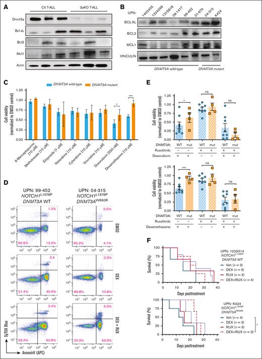 DNMT3A mutations in T-ALL convey a survival benefit and chemotherapy resistance. (A) Western blot of freshly isolated control (Ctl) and Dnmt3aKO (3aKO) NICD-expressing T-ALL cells. (B) Western blot of primary human T-ALL cells showing expression of antiapoptotic proteins. (C) Cell viability of primary human T-ALL cells after 48 hours in vitro exposure to indicated chemotherapeutics normalized to DMSO control for each patient sample. (D) Representative flow cytometry plots showing annexin-V staining of T-ALL cells after exposure to DEX with/without RUX. (E) Cumulative cell viability of DNMT3A wild-type (WT) and mutant (mut) T-ALL cells after 48 hours in vitro exposure to indicated drug combinations normalized to DMSO control for each patient sample. (F) Kaplan-Meier plots of representative DNMT3A WT (UPN 1229314) and DNMT3A mutant (UPN K424) T-ALL specimens xenografted into NOD-scid IL2Rgammanull (NSG) mice and then treated with indicated agents once T-ALL burden reached 10% of the peripheral blood.