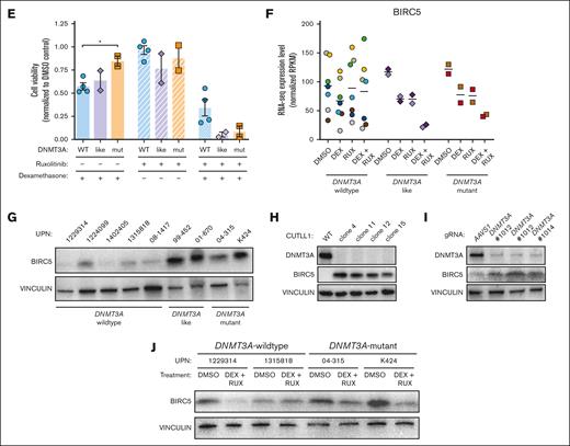 BIRC5 supports the survival advantage of DNMT3A-mutant T-ALL cells. (A) GSEA plots showing significantly different gene sets in DNMT3A-mutant T-ALL specimens after 24-hour treatment with DEX + RUX (all downregulated after treatment). (B) Expression levels of genes within significantly different gene sets comparing WT DNMT3A and DNMT3A-mutant samples after 24 hours exposure to indicated treatments. (C) Principle component analysis of DMSO-treated control T-ALL gene expression profiles from patients with T-ALL by RNA sequencing. (D) Western blot showing DNMT3A levels in indicated T-ALL specimens. (E) Cell viability of wild-type DNMT3A (WT), DNMT3A-mutant–like (like) and DNMT3A-mutant (mut) T-ALL cells after 48 hours in vitro exposure to indicated drug combinations normalized to DMSO control for each patient sample. (F) Normalized expression level of BIRC5 in primary T-ALL cells after 24 hours exposure to indicated treatments. Individual patient specimens are denoted by the same color. (G) Western blot showing protein levels of BIRC5 in indicated samples from patients with T-ALL. (H) Western blot analysis of CUTTL1 cells after CRISPR/Cas9-mediated gene targeting of DNMT3A. (I) Western blot showing protein levels of BIRC5 in a representative WT DNMT3A T-ALL specimen after CRISPR/Cas9 targeting with indicated gRNAs. (J) Western blot for BIRC5 levels in specimens from patients with T-ALL after 48 hours treatment with indicated agents.