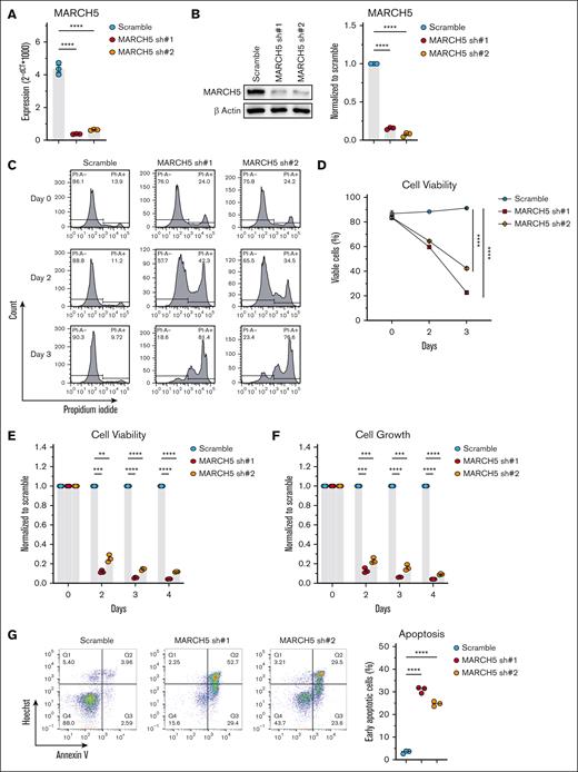 Compromised cell viability upon MARCH5 KD. (A) Messenger RNA and (B) protein expression of MARCH5 72 hours after shRNA KD. MARCH5 KD in KMS11 cells significantly decreased cell viability, as measured by (C) PI staining, (D) cell counter, and (E) CellTiter-Blue. (F) MARCH5 KD significantly decreased cell growth, as analyzed by the CellTiter-Glo Luminescent assay. (G) March5 KD significantly increased the apoptotic fraction, as examined by annexin V staining. Data are shown as mean ± standard error of the mean of 3 independent experiments. ∗P < .05; ∗∗P < .01; ∗∗∗P < .001.