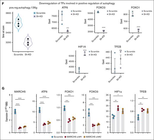 Decreased autophagic activity upon MARCH5 KD. Downregulation of central players during autophagy as demonstrated by (A) WB and (B) qPCR. (C) Decreased autophagosome formation in the MARCH5 KD group as determined by Cyto-ID staining. (D) RNA-seq and Gene Set Enrichment Analysis (GSEA) analysis. GSEA analysis of DEGs in MARCH5 KD vs scramble groups. (E) Central players in the initiation or autophagosome formation/maturation show significant downregulation in the RNA-seq analysis. Data are shown as mean ± standard error of the mean of 3 independent experiments. (F) ATF6, FOXO1, and FOXO3 are among 5 transcription factors involved in the positive regulation of autophagy, and their expression was significantly decreased in the MARCH5 KD group vs the scramble group in RNA-seq sample analysis, whereas HIF1a and TFEB, other positive autophagy regulators, were upregulated. (G) The observed expression patterns of transcription factors in the RNA-seq analysis were confirmed by qPCR. The data are shown as mean ± standard error of the mean of 3 independent experiments. ∗P < .05; ∗∗P < .01; ∗∗∗P < .001.