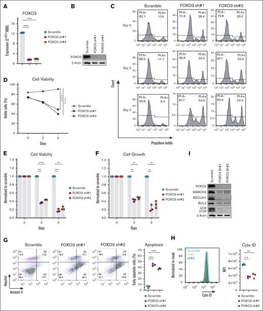 FOXO3 KD in KMS-11 cells showed a similar phenotype as MARCH5 KD. (A) Messenger RNA and (B) protein expression of FOXO3 72 hours after shRNA KD. FOXO3 KD in KMS11 cells significantly decreased cell viability, as examined by (C) PI staining, (D) cell counter, and (E) CellTiter-Blue. (F) FOXO3 KD significantly decreased cell growth as measured by the CellTiter-Glo Luminescent assay. (G) FOXO3 KD significantly enhanced the apoptotic fraction as analyzed by annexin V staining. Reduced autophagic activity was demonstrated by Cyto-ID staining (H) and WB analysis (I). Data are shown as mean ± standard error of the mean of 3 independent experiments. ∗P < .05; ∗∗P < .01; ∗∗∗P < .001.