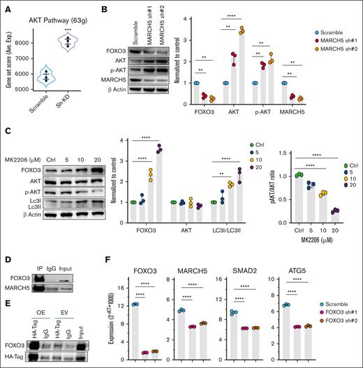 MARCH5 regulation of autophagy through AKT-FOXO3 signaling. (A) Upregulation of the genes involved in the AKT pathway in the MARCH5 KD group vs the scramble group in the pathway analysis of the RNA-seq sample. (B) Upregulation of AKT and p-Akt, along with a decrease in the FOXO3 level in the MARCH5 KD groups. (C) Inhibition of p-AKT upon treatment of cells with increasing concentrations of MK-2206 for 24 hours leads to a dose-dependent increase in FOXO3 and LC3I levels. (D) Protein interaction of MARCH5 with FOXO3 as demonstrated by immunoprecipitation. (E) FOXO3 interaction with HA-tag vector targeting MARCH5 as demonstrated by coimmunoprecipitation. (F) Decreased MARCH5, SMAD2, and ATG5 expression following FOXO3 KD. Data are shown as mean ± standard error of the mean of 3 independent experiments. ∗P < .05; ∗∗P < .01; ∗∗∗P < .001.