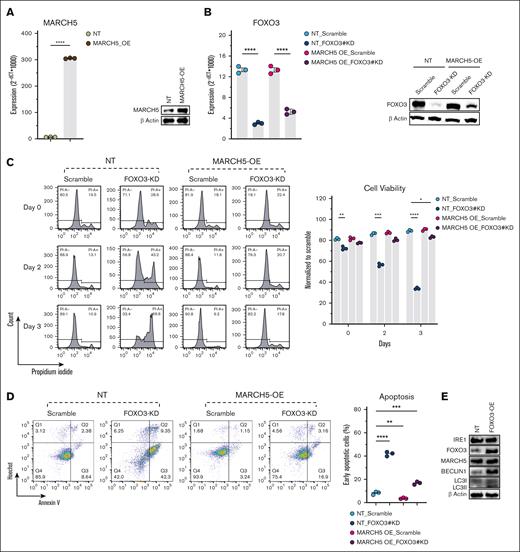 MARCH5-overexpression (OE) in KMS11 cells rescued the compromised viability caused by FOXO3 KD. Initially, MARCH5 was overexpressed in KMS11 cells as confirmed by (A) qPCR and WB. Next, FOXO3 KD was performed in these cells (MARCH5 overexpressing KMS11 cells), as confirmed by qPCR and WB (B). (C) FOXO3 KD in MARCH5 nontargeting (NT) cells showed a decreased viability, whereas FOXO3 KD in MARCH5 OE cells showed enhanced cell viability, as analyzed by PI staining. (D) Enhanced apoptosis in MARCH5-NT-FOXO3-KD cells vs a decrease in apoptosis in MARCH5-OE-FOXO3-KD cells, as analyzed by annexin V staining. (E) Upregulation of the autophagic activity following FOXO3 OE. The data are shown as mean ± standard error of the mean of 3 independent experiments. ∗P < .05; ∗∗P < .01; ∗∗∗P < .001.