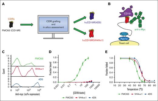 Engineering and characterization of humanized CD19-targeted scFvs. (A) The murine anti-CD19 scFv FMC63 (black) was subjected to CDR grafting and in silico assessment, resulting in the generation of 2 humanized variants, huCD19R(4D5) (blue) and huCD19R(VH4vκ1) (red). (B) CD19-targeted scFvs (red with yellow CDRs) were displayed on the surface of yeast cells as N-terminal fusions to a flexible polypeptide linker (black) and agglutinin 2 (Aga2p; light blue). Fusions were anchored to the yeast cell wall via disulfide linkage to Aga1p (dark blue). scFv expression is detected by antibody labeling of a C-terminal c-Myc epitope (green) and antigen binding is detected using fluorescently tagged CD19 extracellular domain (purple). (C) Successful expression of FMC63 or humanized variants scFvs on the yeast surface was detected by c-Myc epitope tag labeling. One representative trial is shown. (D) The binding affinity of the indicated scFvs was tested using flow cytometry with titration of biotinylated recombinant CD19 extracellular domain and fit to a 1:1 equilibrium binding model. Data are presented as mean ± standard deviation of 3 trials. Titration curve fits are calculated based on the average estimated Kd for each clone. Concentrations on the x-axis are in nanomolar (nM). (E) The thermal stabilities of the indicated scFvs were determined by heating yeast displaying the indicated scFvs followed by labeling with either 50 nM biotinylated recombinant CD19 extracellular domain (FMC63) or conformation-specific binder biotinylated protein L (humanized variants). The fluorescence proportion of foldedness was determined by flow cytometry. Data are fit to a 2-state unfolding model. Thermal stabilities are presented as mean ± standard deviation of 3 to 4 trials.