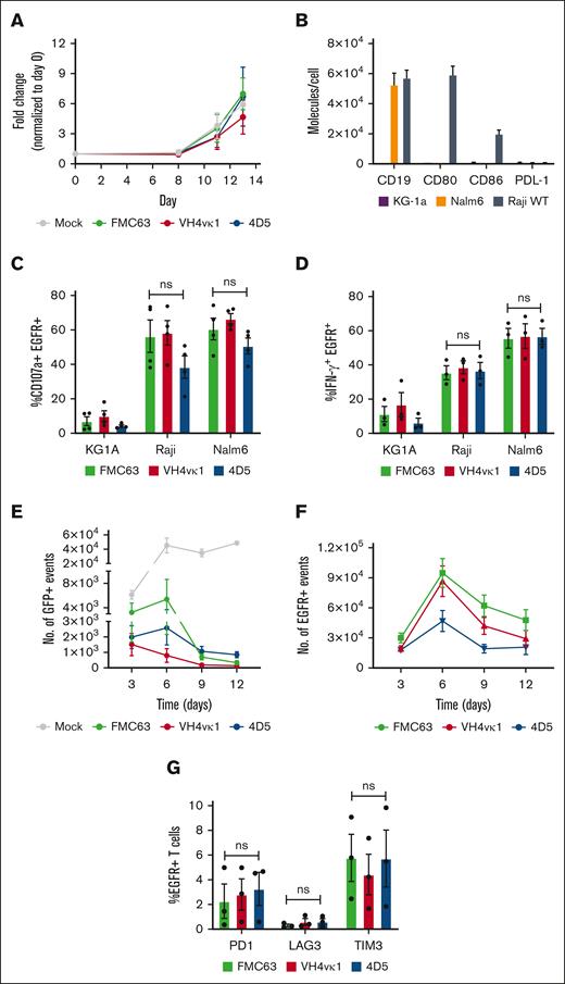 Humanized CAR T cells exhibited antigen-specific effector function. (A) The growth curve for Mock, FMC63, VH4vκ1, and 4D5 is shown as fold change normalized to day 0. (B) Surface expression of CD19 antigen, costimulatory molecules CD80, CD86, and inhibitory ligand PD-L1 on tumor lines KG1a, Nalm6, and Raji. Tn/mem cells expressing the specified CAR constructs were analyzed for their ability to (C) degranulate (107a), (D) produce IFN-γ and in response to KG1a, CD19+ Raji, and CD19+ Nalm6 by flow cytometry. Data are shown as mean ± SEM for CAR+ CD107a+ (n = 4) and CAR+ IFN-γ (n = 3). Tn/mem cells expressing the specified CAR constructs were challenged with CD19+ green fluorescent protein-positive (GFP+) Raji cells at an E:T ratio of 2:1 on day 0. CAR T cells were subsequently rechallenged with the same number of Raji cells every 3 days. (E) The remaining Raji tumor is presented as the number of GFP+ events on days 3, 6, 9, and 12 in the control mock group and the 3 CAR groups. (day 6, 9, and 12: P < .01 Mock vs FMC63, VH4vκ1, and 4D5; day 9: P < .05 FMC63 vs VH4vκ1 and P < .01 VH4vκ1 vs 4D5; day 12: P < .01 VH4vκ1 vs 4D5). (F) Proliferation of CAR T cells is presented as the number of EGFR+ events on days 3, 6, 9, and 12 (day 9: P < .05 FMC63 vs 4D5 and VH4vκ1 vs 4D5). (G) Exhaustion markers on EGFR+ cells such as PD1, LAG3, and TIM3 are analyzed on day 12 (ns). For panels E-G, data are presented as mean ± SEM (n = 3).