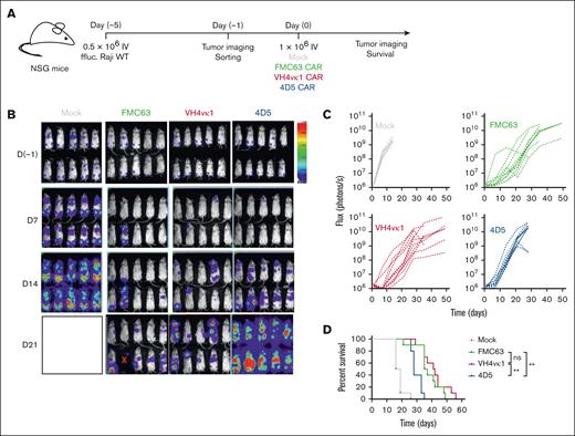 Humanized VH4vκ1 CAR T cells exhibited efficient antitumor activity against B-cell lymphoma tumor in vivo. (A) Schema showing NOD/Scid IL2RᵞCnull (NSG) mice engrafted IV with enhanced GFP + firefly luciferase (ffluc) + Raji-WT cells followed by murine and humanized CAR T-cell treatments. Mock was used as the control group for FMC63 and humanized VH4vκ1- and 4D5-treated groups. (B-C) Tumor burden was determined using bioluminescent imaging (BLI; 11 technical replicates per group) and log-transformed flux is shown as linear mixed models for each treatment over time (day 21 and 28: P < .001 FMC63 vs 4D5; and P < .001 VH4vκ1 vs 4D5). (D) Survival of mice treated with murine FMC63 compared with the 2 humanized CARs was analyzed using a log-rank test, ∗∗P < .01. Representative data from n = 2 are presented.