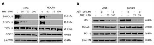 Effects of THZ1 on RNA Pol II phosphorylation and MCL1 expression. (A) U266 and MOLP8 cells were treated with various concentrations of THZ1 for 24 hours. Lysates were prepared and subjected to immunoblot analysis to assess S5 Pol II, S7 Pol II, Total Pol II, and CDK7 levels. β-actin was assayed to ensure equivalent loading and transfer. (B) U266 and MOLP8 cells were exposed to venetoclax (ABT199) ± THZ1 for 24 hours. Lysates were prepared for western blotting to assess the expression of apoptosis-related proteins, with β-actin used as a loading control. ABT, Abbott Laboratories; S5 Pol II, RNA Pol II at serine 5; S7 Pol II, RNA Pol II at serine 7.
