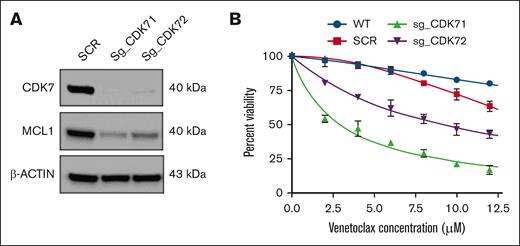 MCL1 targeting increases venetoclax sensitivity in MM cell lines with 1q gain. (A) CDK7 knockout cells show diminished expression levels of the antiapoptotic protein MCL1. (B) CDK7 knockout cells were treated with varying concentrations of venetoclax (0-12 μM) for 24 hours. Cell viability was assessed by CTG assay. SCR, scramble; sg_CDK71, single-guide RNA 1 (CRISPR); sg_CDK72, single-guide RNA 2 (CRISPR); WT, wild-type.