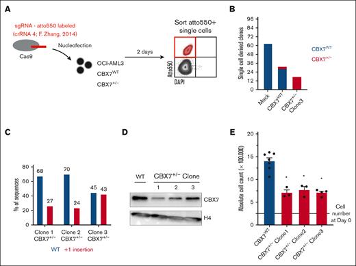 CBX7 gene targeting using CRISPR-Cas9 results in the outgrowth of WT or heterozygous hit but not homozygous hit OCI-AML3 clones. (A) Experimental setup. RNP complexes (Cas9 plus an atto550-labeled sgRNA targeting CBX7 validated in F. Zhang’s knockout library screen) are transfected into OCI-AML3-CBX7WT or already heterozygous hit OCI-AML3-CBX7+/− cells, by nucleofection. After 2 days of recovery, Atto550+ cells are single-cell sorted into 96 wells. (B) Amount of Atto550+ sorted single-cell–derived clones after nucleofection of mock or CBX7-targeting sgRNAs in either CBX7WT or CBX7+/− OCI-AML3 cells. Bars indicate the number of single-cell–derived clones, with blue indicating the amount of outgrown WT CBX7 clones and red the outgrown of heterozygous hit CBX7 clones. (C) Percentage of polymerase chain reaction (PCR)–amplified WT CBX7 sequence, or insertion-mutated CBX7 sequence in the 3 heterozygous hit OCI-AML3 clones. (D) Western blot analysis showing CBX7 and H4 protein expression levels in the 3 heterozygous hit OCI-AML3 clones. (E) Absolute cell count after 4 days of in vitro culturing 250 000 CBX7WT or CBX7+/− OCI-AML3 cells. Bars represent the mean of ≥3 replicates with standard error of the mean (SEM) as error bar. Student t test was used to calculate the P value between CBX7WT and CBX7+/− OCI-AML3 cells, ∗P < .05. DAPI, 4′,6-diamidino-2-phenylindole.