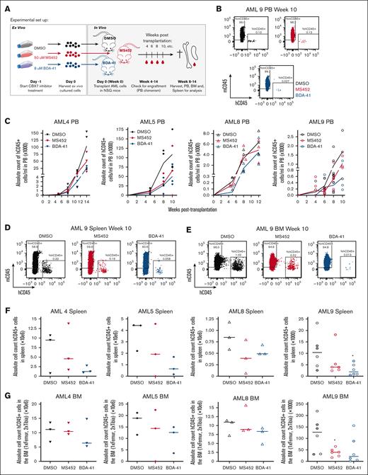 CBX7 inhibitors delay leukemogenesis. (A) Experimental setup. Primary AML cells were ex vivo culture and exposed to DMSO only, 50 μM MS452, or 8 μM BDA-41. After 24 hours, cells were harvested and equal number of cells per mouse were transplanted into irradiated immune-deficient mice. After transplantation, the PB was collected to check human AML cell chimerism in the mice over time. In the final week, mice were euthanized and the PB, BM, and spleen were collected and analyzed. (B-C) PB chimerism; (B) flow plots indicating the gates for mouse CD45+ cells and human AML CD45+ cell populations in the PB. (C) Amount of hCD45+ AML cells in the PB over time. Each symbol is a mouse. Lines go through the means of the individual data points of ≥3 mice. (D-G) BM and spleen analysis. (D-E) Flow plots indicating the gates for mouse CD45+ cells and human AML CD45+ cell populations in the (D) spleen and (E) BM. (F-G) Absolute human AML CD45+ cell count in the (F) spleen and (G) BM. Each symbol is a mouse, and medians are indicated as a flat line. For AML9, filled symbols indicate mice that were euthanized 8 weeks after transplantation, and open symbols indicate mice that were euthanized 10 weeks after transplantation. Student t test was used to calculate the P value between the DMSO- and CBX7-inhibitor– pretreated mice, ∗P < .05.