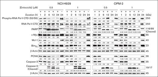 Enitociclib induces apoptosis by inhibition of RNA Pol II phosphorylation and oncogene expression in MM cells. Western blotting of NCI-H929 and OPM-2 MM cells treated with either DMSO (vehicle control; “–”) or 0.5 to 1 μM of enitociclib for up to 24 hours. Total cell lysates were prepared and analyzed by immunoblotting to detect levels of markers associated with apoptosis (total and cleaved PARP and caspase-3, Mcl-1, and BimEL), total and phosphorylated RNA Pol II CTD (S2/S5), and short half-life oncogene proteins c-Myc and PCNA. β-actin was used as a loading control. Molecular masses are indicated in kDa.