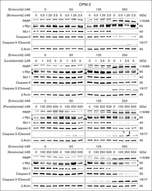 Enitociclib enhances apoptosis and oncogene repression. Western blotting of OPM-2 cells treated with enitociclib in combination with bortezomib, lenalidomide, pomalidomide, or venetoclax for 6 hours. Total cell lysates were prepared and analyzed by immunoblotting to detect the levels of markers associated with apoptosis (total and cleaved PARP and caspase-3 and Mcl-1) and short half-life oncogene proteins (c-Myc and PCNA). β-actin was used as a loading control. Molecular masses are indicated in kDa.